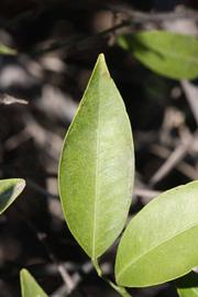              Unifoliolate leaf (Riverside, CA)       