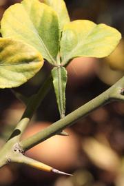              Petiole (Riverside, CA)       