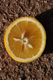            Fruit (Riverside, CA)   