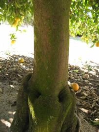              Bark (Winter Haven, FL)       