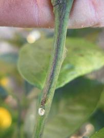              First year twig (Winter Haven, FL)       