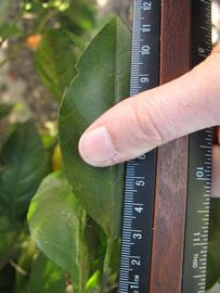              Unifoliolate leaf (Winter Haven, FL)       