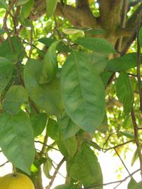            Shade leaves (Winter Haven, FL)   