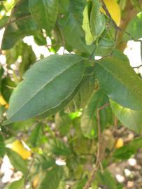            Shade leaves (Winter Haven, FL)   