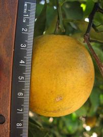            Fruit (Winter Haven, FL)   