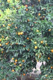            Habit (Riverside, CA)   