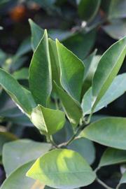            Sun leaves (Riverside, CA)   