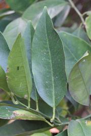              Unifoliolate leaf (Riverside, CA)       