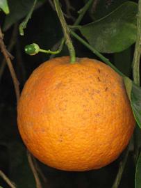            Fruit (Riverside, CA)   