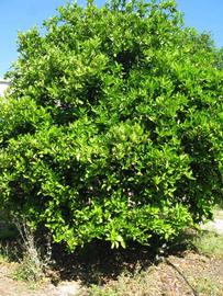            Habit (Winter Haven, FL)   