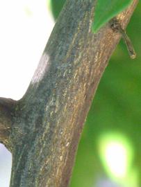              Second - third year twig (Winter Haven, FL)       