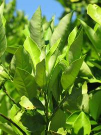              Sun leaves (Winter Haven, FL)       