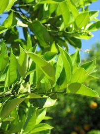              Sun leaves (Winter Haven, FL)       