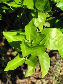              Sun leaves (Winter Haven, FL)       