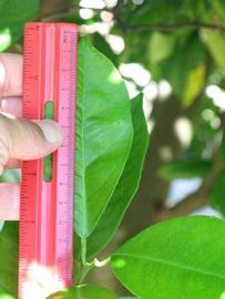              Unifoliolate leaf (Winter Haven, FL)       