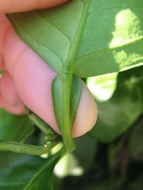              Petiole (Winter Haven, FL)       