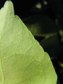              Margin (Winter Haven, FL)       