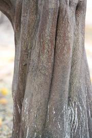              Bark (Riverside, CA)       