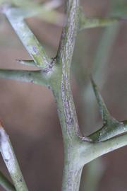              Second - third year twig (Riverside, CA)       