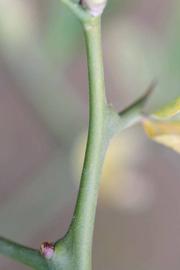              First year twig (Riverside, CA)       