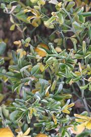            Sun leaves (Riverside, CA)   