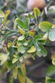            Sun leaves (Riverside, CA)   