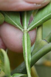              Petiole (Riverside, CA)       