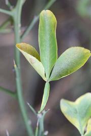              Trifoliolate leaf (Riverside, CA)       