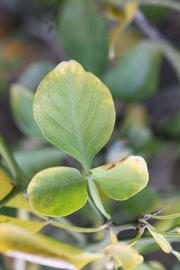              Trifoliolate leaf (Riverside, CA)       