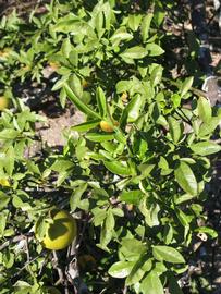              Sun leaves (Winter Haven, FL)       