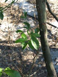              Shade leaves (Winter Haven, FL)       