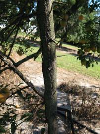            Bark (Winter Haven, FL)   