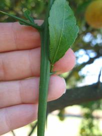            First year twig (Winter Haven, FL)   