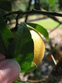              Margin (Winter Haven, FL)       