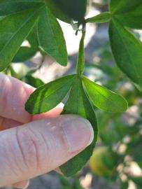              Trifoliolate leaf (Winter Haven, FL)       
