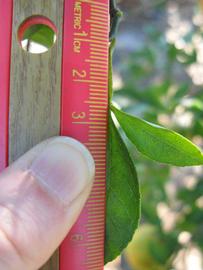              Trifoliolate leaf (Winter Haven, FL)       