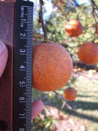            Fruit (Winter Haven, FL)   