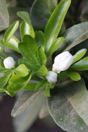              Flower (Riverside, CA)       