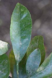              Unifoliolate leaf (Riverside, CA)       