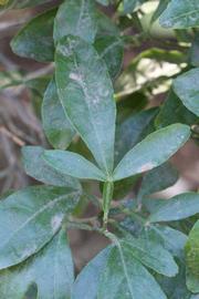              Trifoliolate leaf (Riverside, CA)       