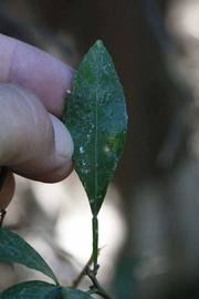              Unifoliolate leaf (Riverside, CA)       