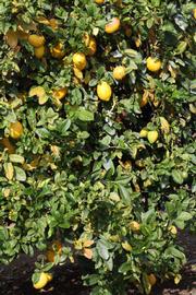              Habit (S-1, Riverside, CA)   