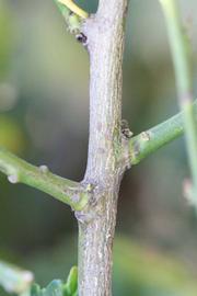                Second - third year twig (S-1, Riverside,   CA)       