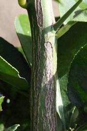                Second - third year twig (S-1, Riverside, CA)       