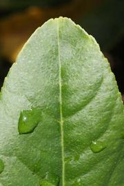                Margin (S-1, Riverside, CA)       