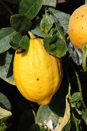                Fruit (S-1, Riverside, CA)       