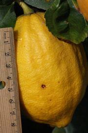                Fruit (S-1, Riverside, CA)       