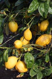                Fruit (S-1, Riverside, CA)       