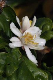                Flower (S-1, Riverside, CA)       