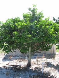            Habit (Winter Haven, FL)   